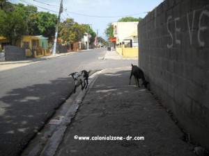 goats in palenque dominican republic
