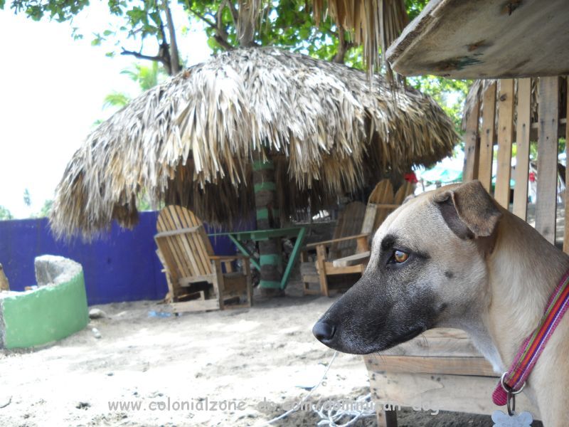 Inteliperra enjoying the shade at Playa Palenque 